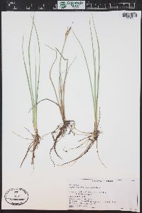 Carex livida image