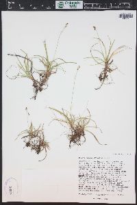 Carex concinna image