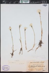 Eriophorum chamissonis image