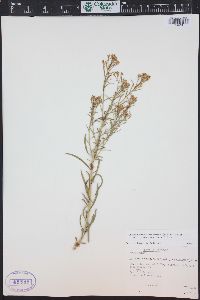 Ericameria nauseosa var. graveolens image