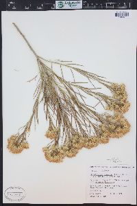 Ericameria nauseosa var. graveolens image