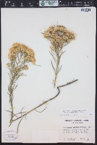 Ericameria nauseosa var. graveolens image