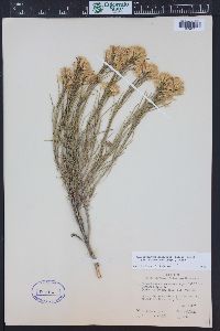 Ericameria nauseosa var. graveolens image