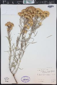 Ericameria nauseosa var. graveolens image