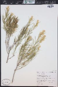 Ericameria parryi image