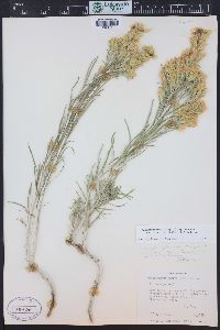 Ericameria parryi image