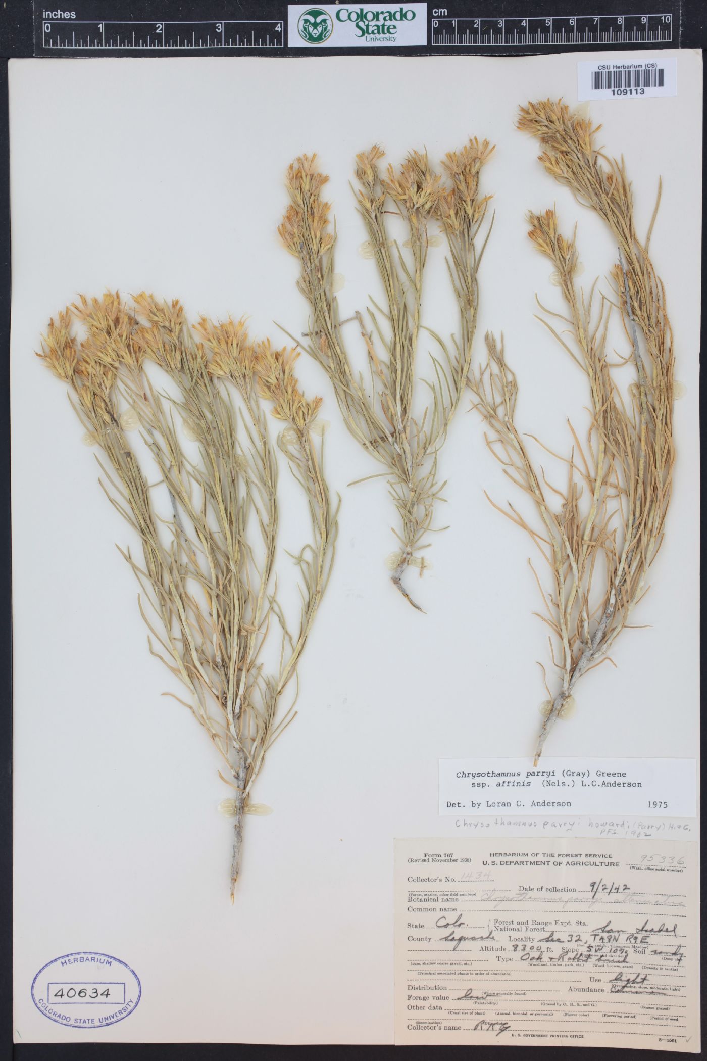 Ericameria parryi var. affinis image