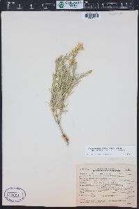 Ericameria parryi image