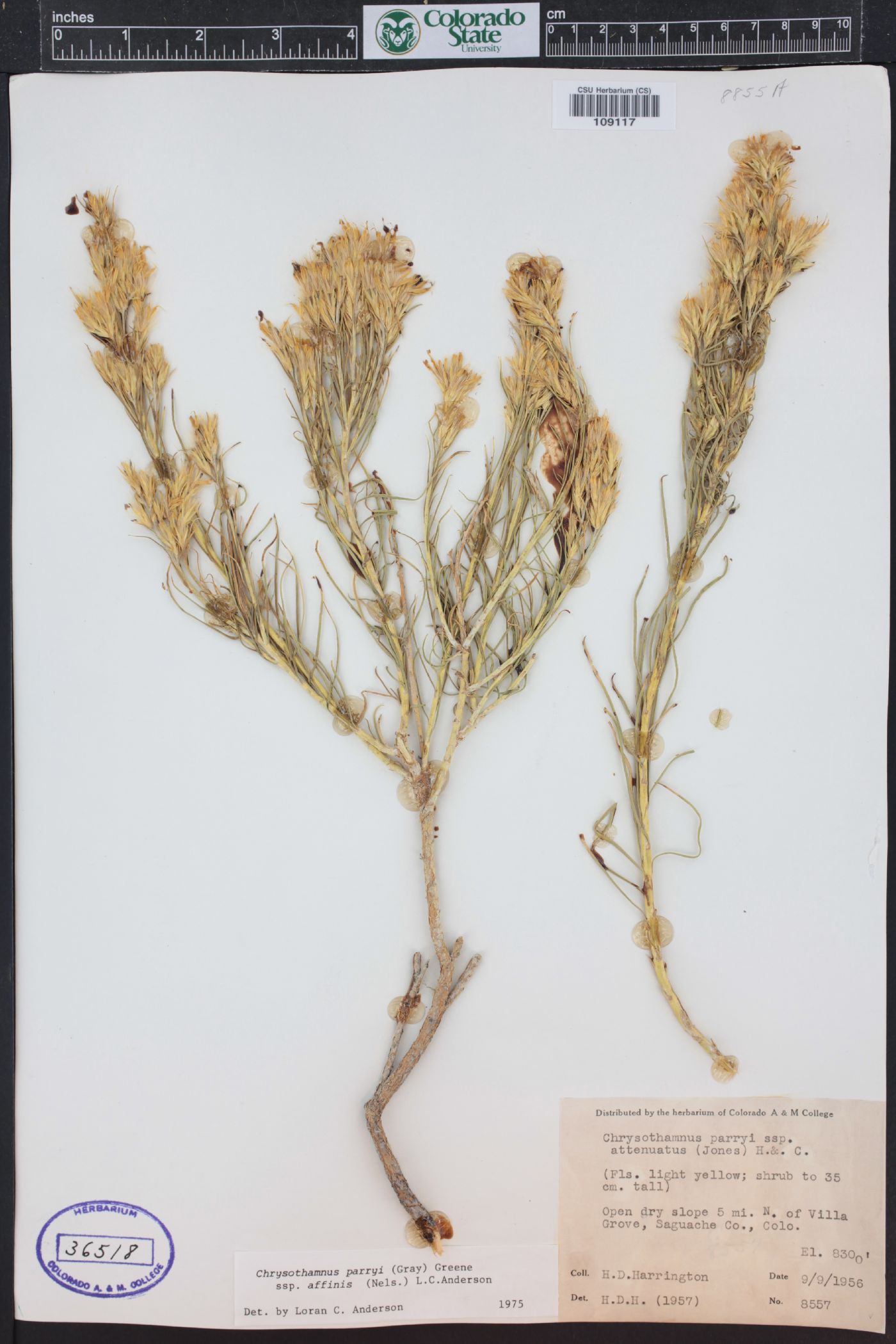 Ericameria parryi var. affinis image