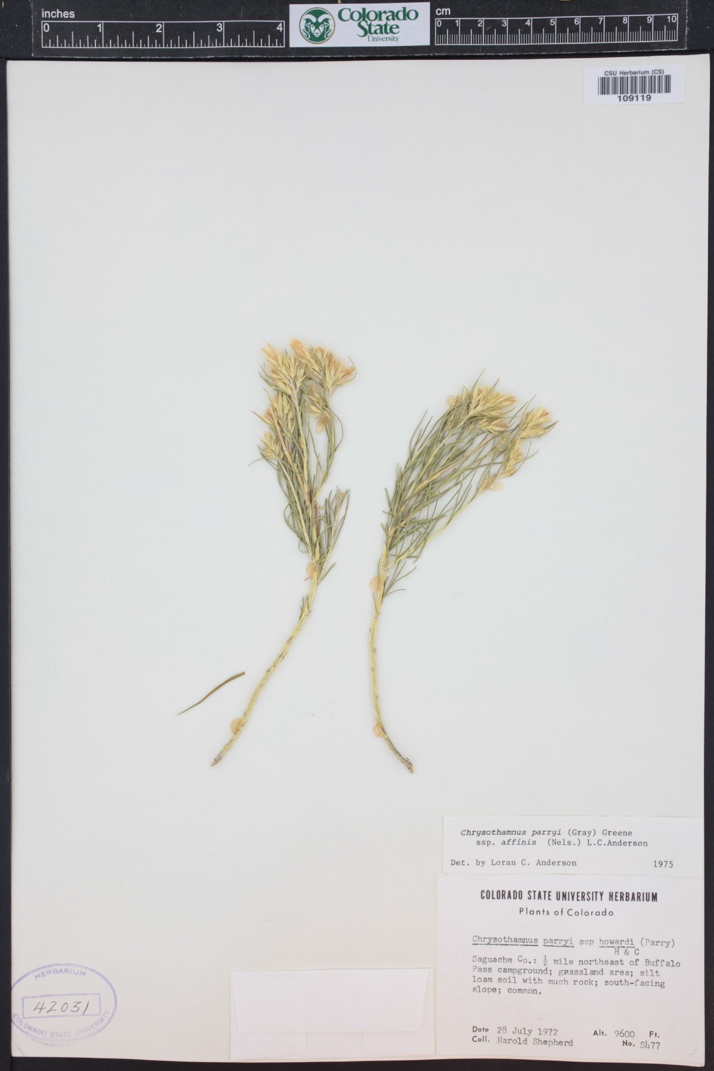 Ericameria parryi var. affinis image