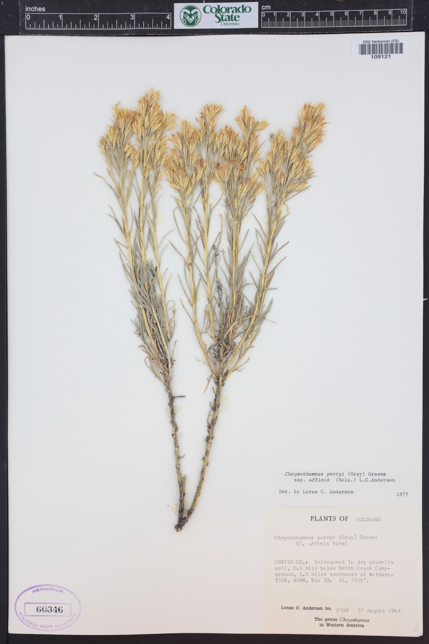 Ericameria parryi var. affinis image