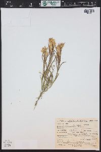 Ericameria parryi image