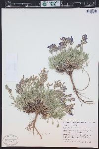 Astragalus detritalis image