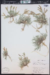 Astragalus detritalis image