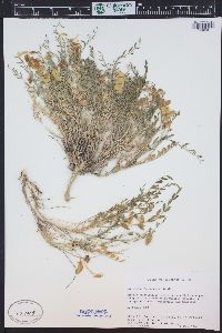 Astragalus debequaeus image