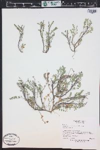 Astragalus wetherillii image