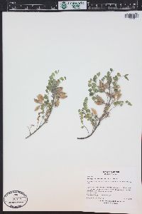 Astragalus wetherillii image