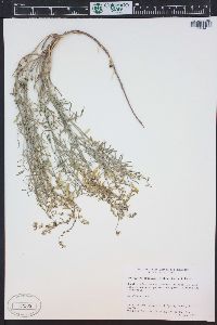 Astragalus proximus image