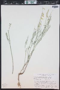 Astragalus proximus image