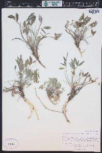 Astragalus musiniensis image