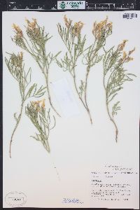 Astragalus nelsonianus image