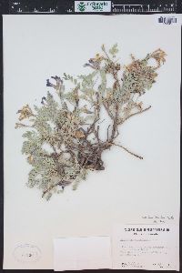 Astragalus missouriensis image