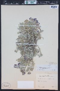 Astragalus missouriensis image