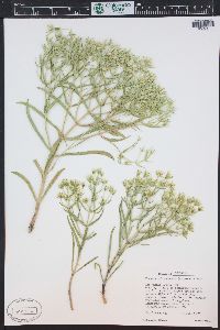 Frasera coloradensis image