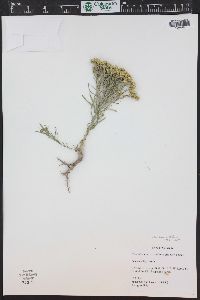 Chrysothamnus viscidiflorus subsp. lanceolatus image