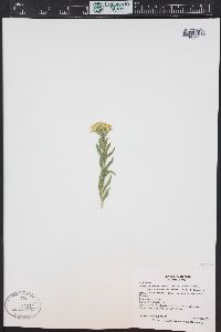 Chrysothamnus viscidiflorus subsp. lanceolatus image