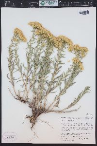 Chrysothamnus viscidiflorus subsp. lanceolatus image