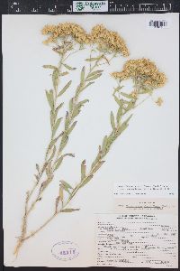 Chrysothamnus viscidiflorus subsp. lanceolatus image