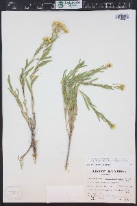 Chrysothamnus viscidiflorus subsp. lanceolatus image