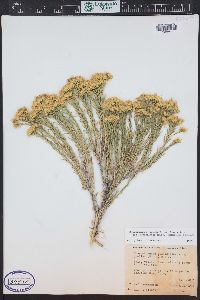 Chrysothamnus viscidiflorus image