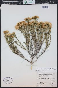 Chrysothamnus viscidiflorus subsp. lanceolatus image