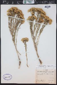 Chrysothamnus viscidiflorus subsp. lanceolatus image