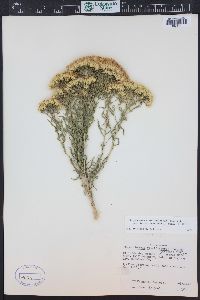 Chrysothamnus viscidiflorus subsp. lanceolatus image