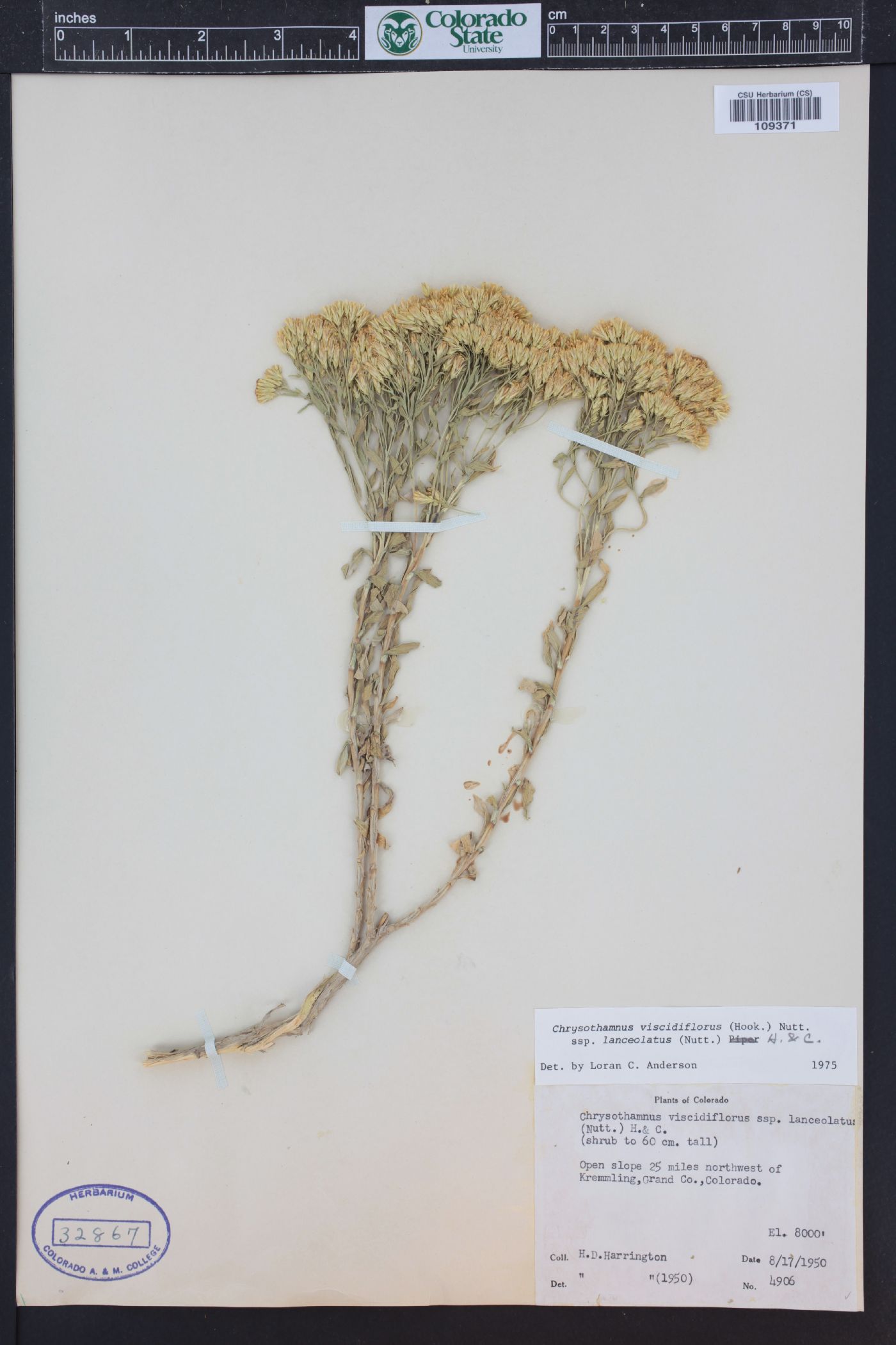 Chrysothamnus viscidiflorus subsp. lanceolatus image