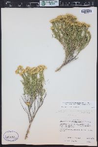 Chrysothamnus viscidiflorus subsp. lanceolatus image