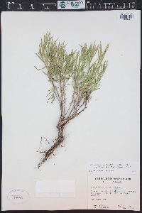 Chrysothamnus viscidiflorus subsp. lanceolatus image