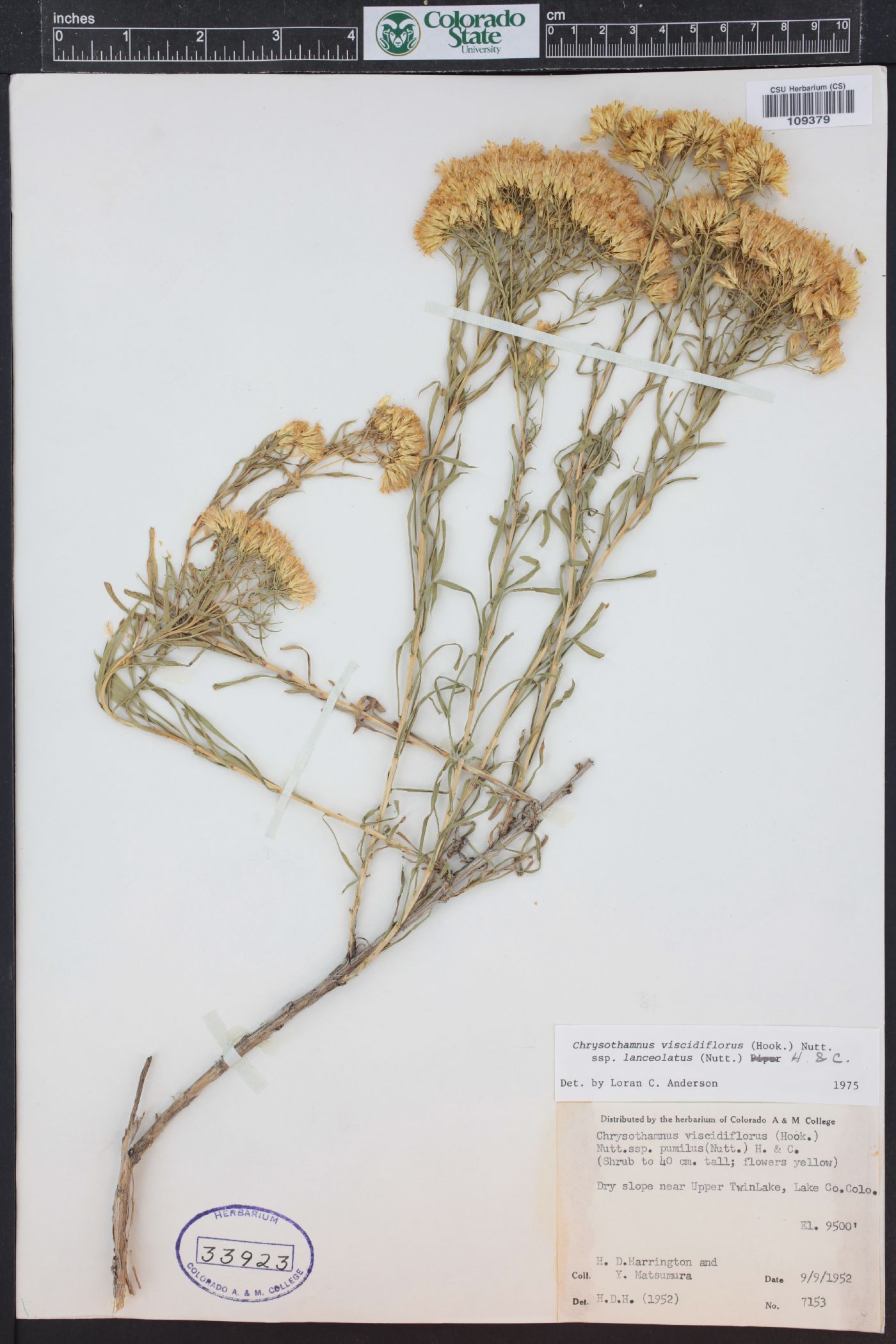 Chrysothamnus viscidiflorus subsp. lanceolatus image