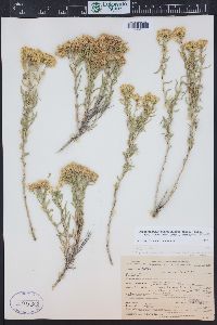 Chrysothamnus viscidiflorus subsp. lanceolatus image