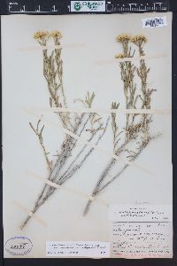 Chrysothamnus viscidiflorus subsp. lanceolatus image