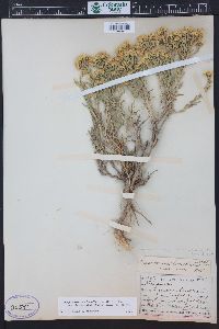 Chrysothamnus viscidiflorus subsp. lanceolatus image