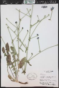 Cichorium intybus image