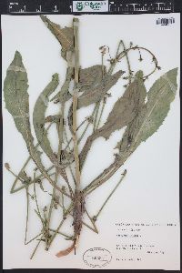 Cichorium intybus image