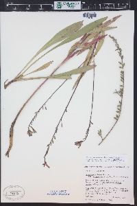 Oenothera coloradensis image