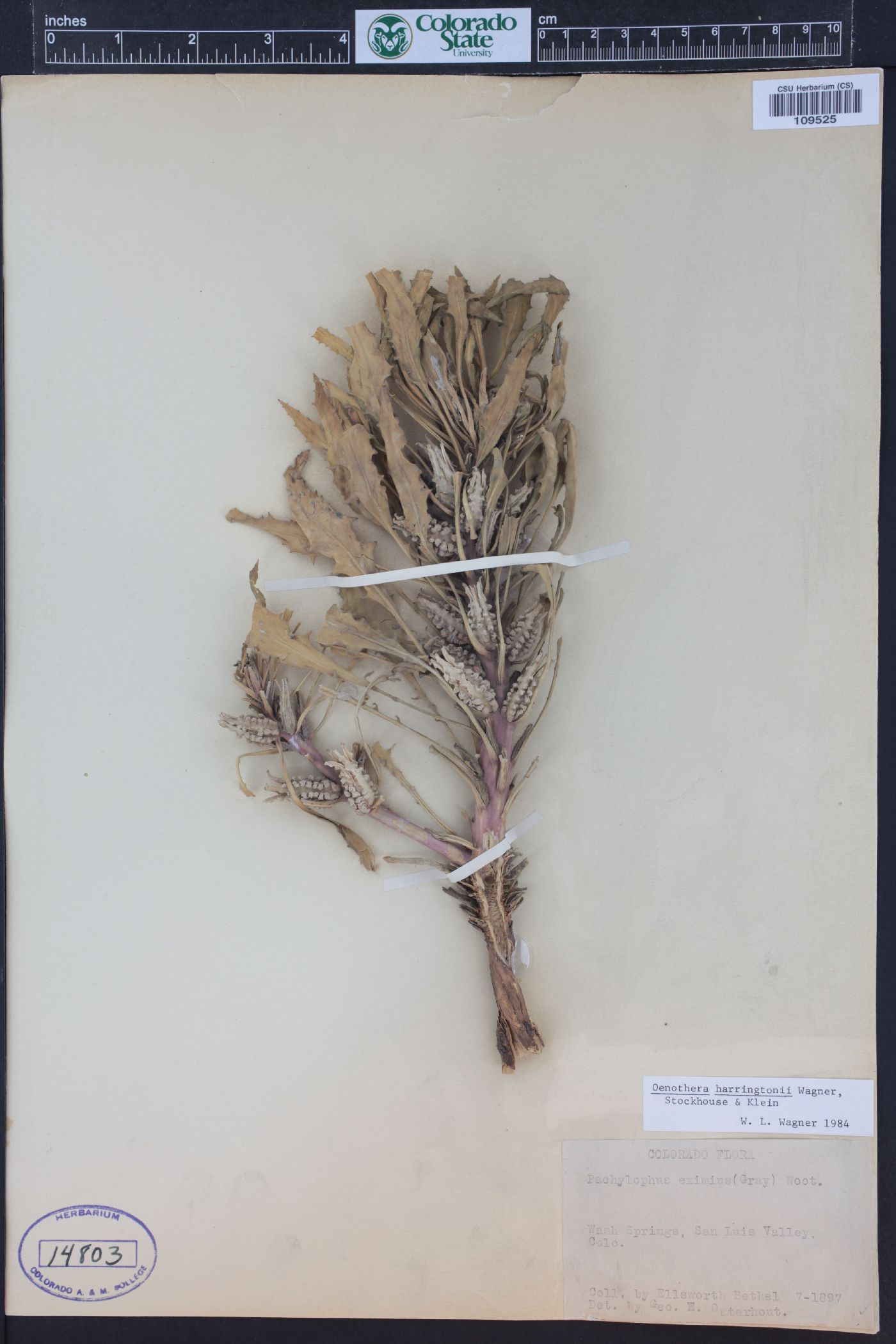 Oenothera harringtonii image