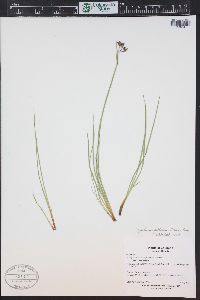 Sisyrinchium pallidum image