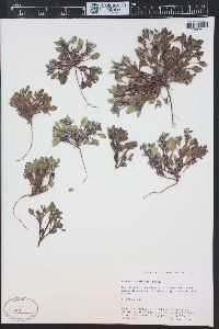 Phacelia scopulina var. submutica image